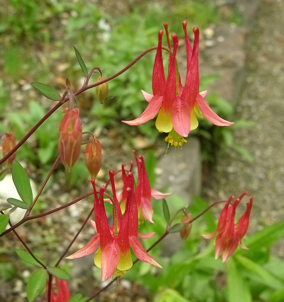 Изображение особи Aquilegia canadensis.