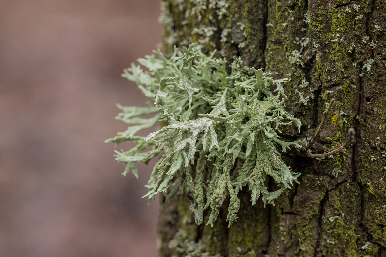 Изображение особи Evernia prunastri.