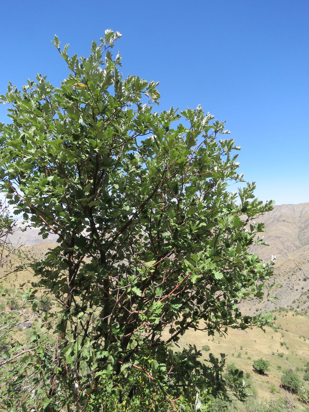 Изображение особи Sorbus persica.