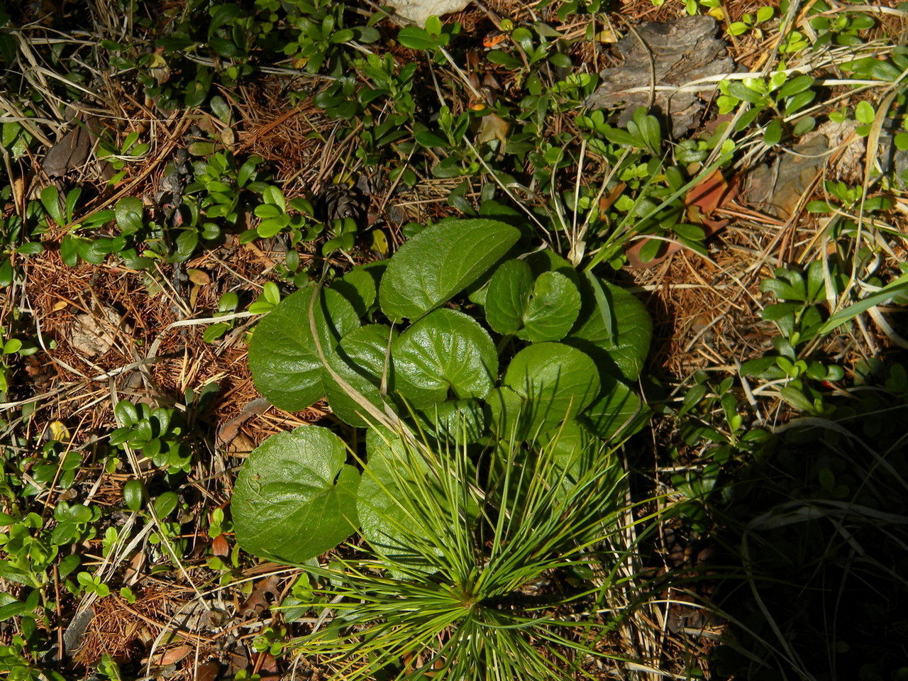 Изображение особи Viola brachyceras.