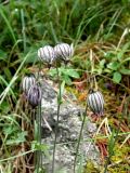 Gastrolychnis tristis