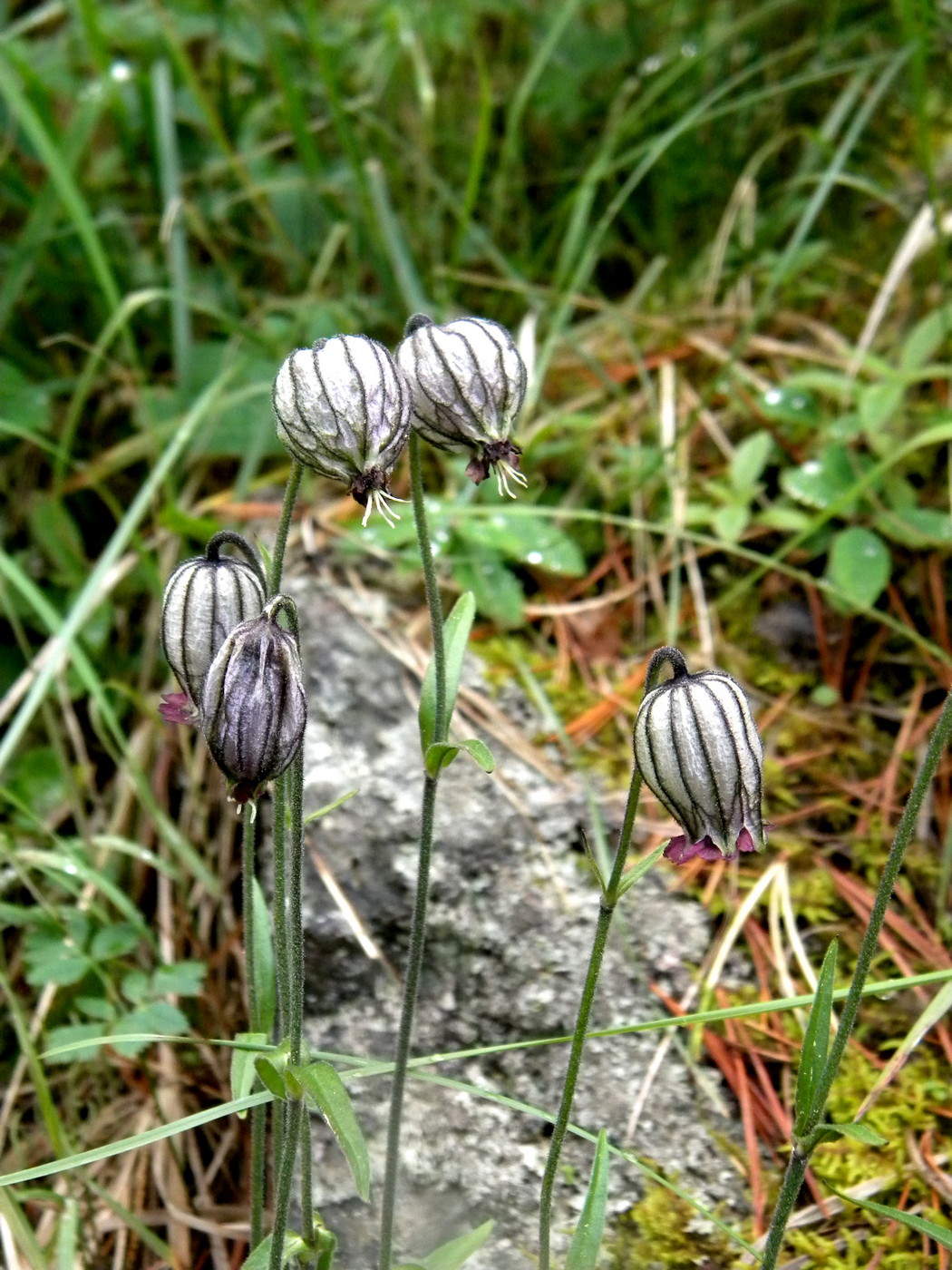 Изображение особи Gastrolychnis tristis.