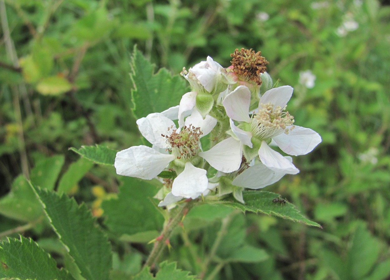 Изображение особи Rubus sanctus.