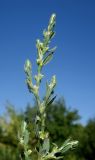 Polygonum rurivagum