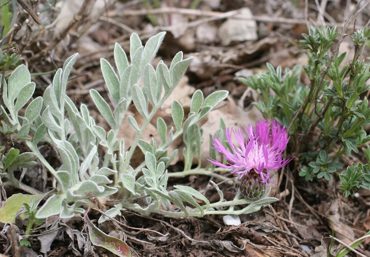 Изображение особи Psephellus marschallianus.