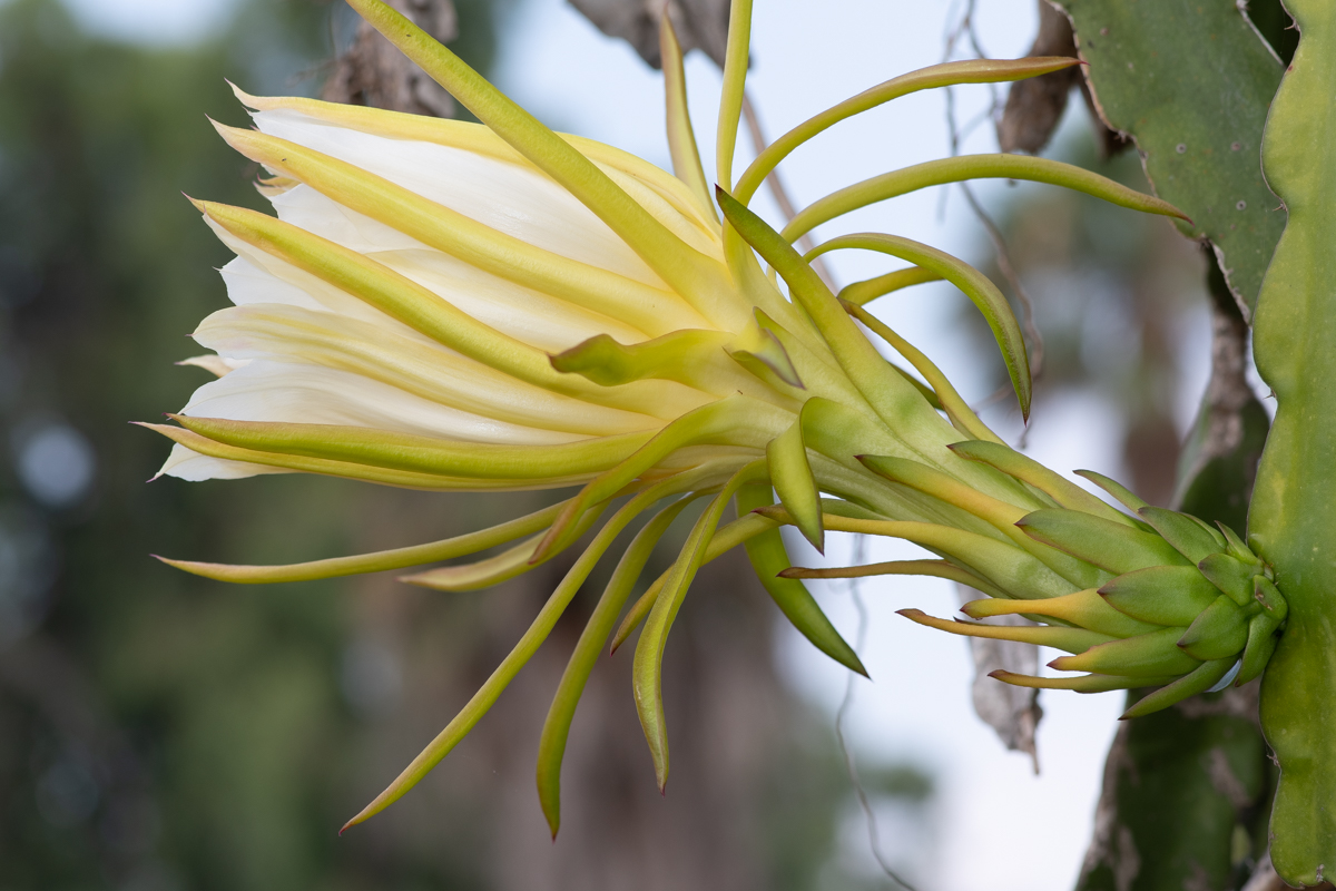 Image of genus Hylocereus specimen.