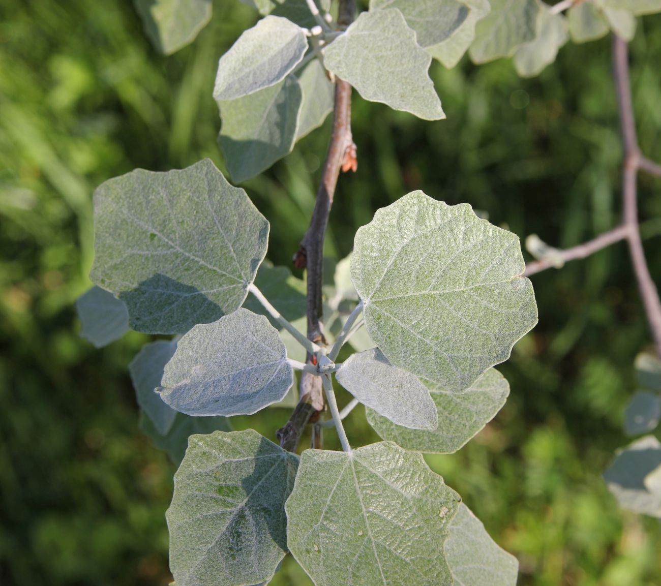 Image of Populus alba specimen.