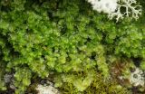 genus Lophozia
