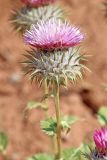 Cousinia rotundifolia. Соцветие. Узбекистан, Сурхандарьинская обл., горы Байсунтау, окр. кишлака Кызылнаур, глинисто-щебнистый краснозёмный склон. 29.05.2021.