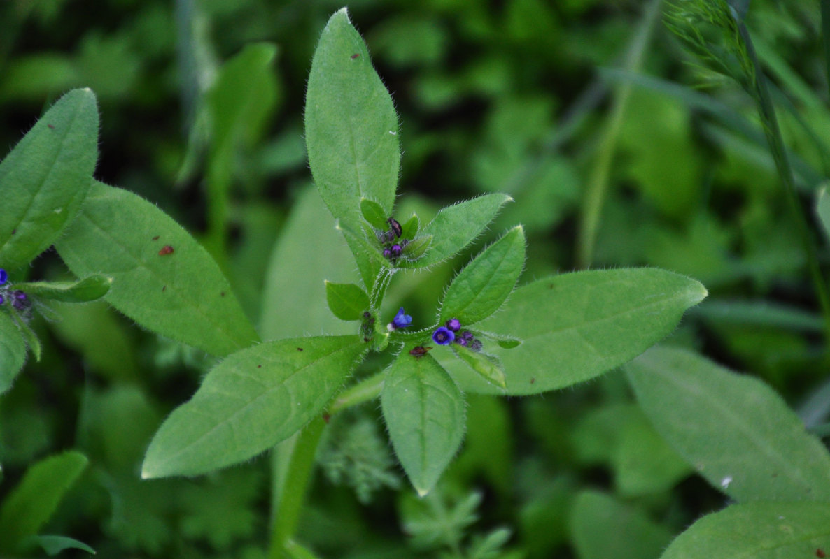 Изображение особи Asperugo procumbens.