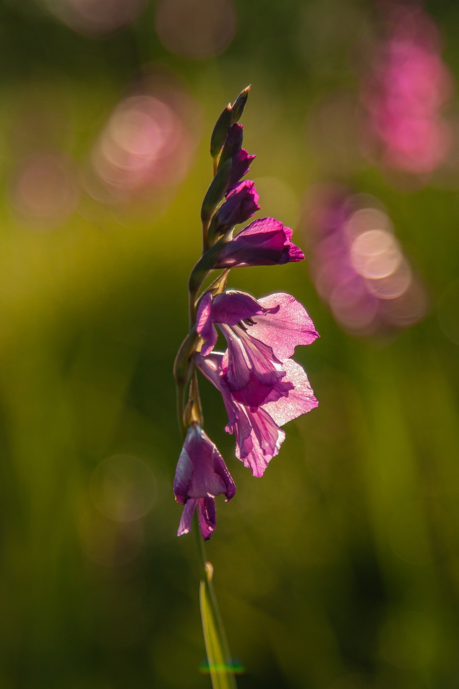 Изображение особи Gladiolus tenuis.