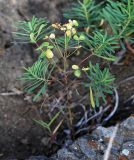 Euphorbia leoncroizatii