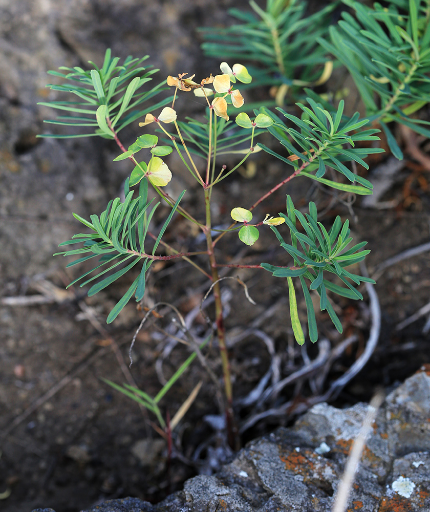 Image of Euphorbia leoncroizatii specimen.