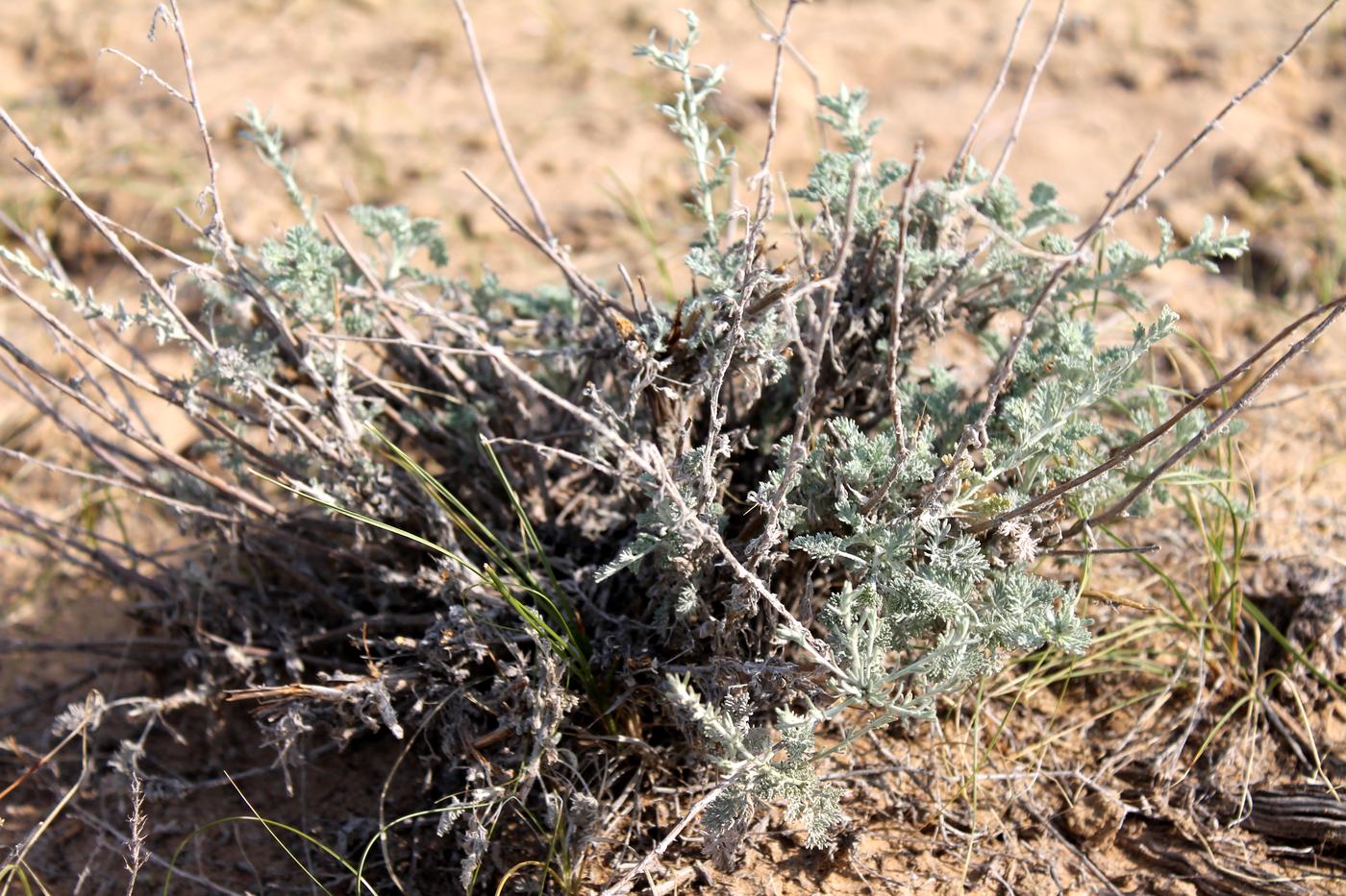 Изображение особи Artemisia terrae-albae.