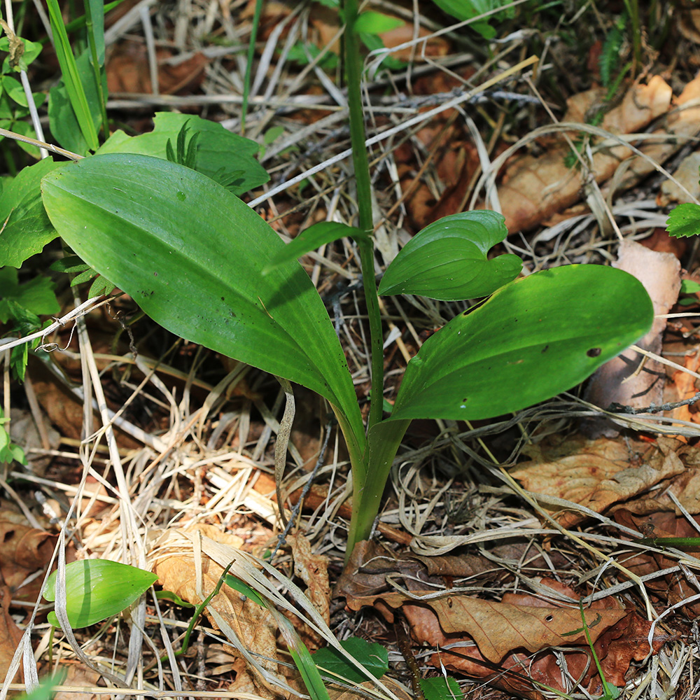 Изображение особи Platanthera metabifolia.