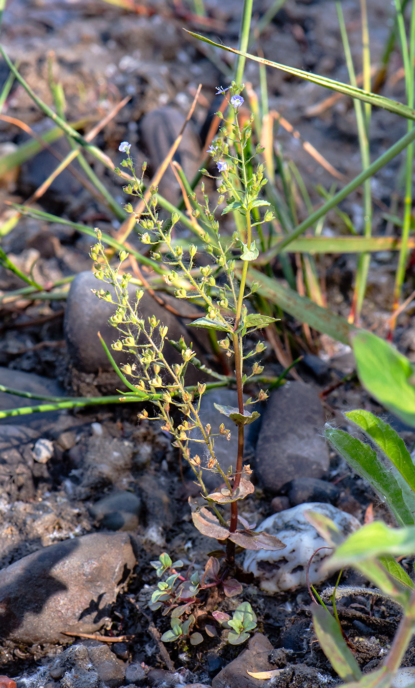 Image of Veronica anagallis-aquatica specimen.