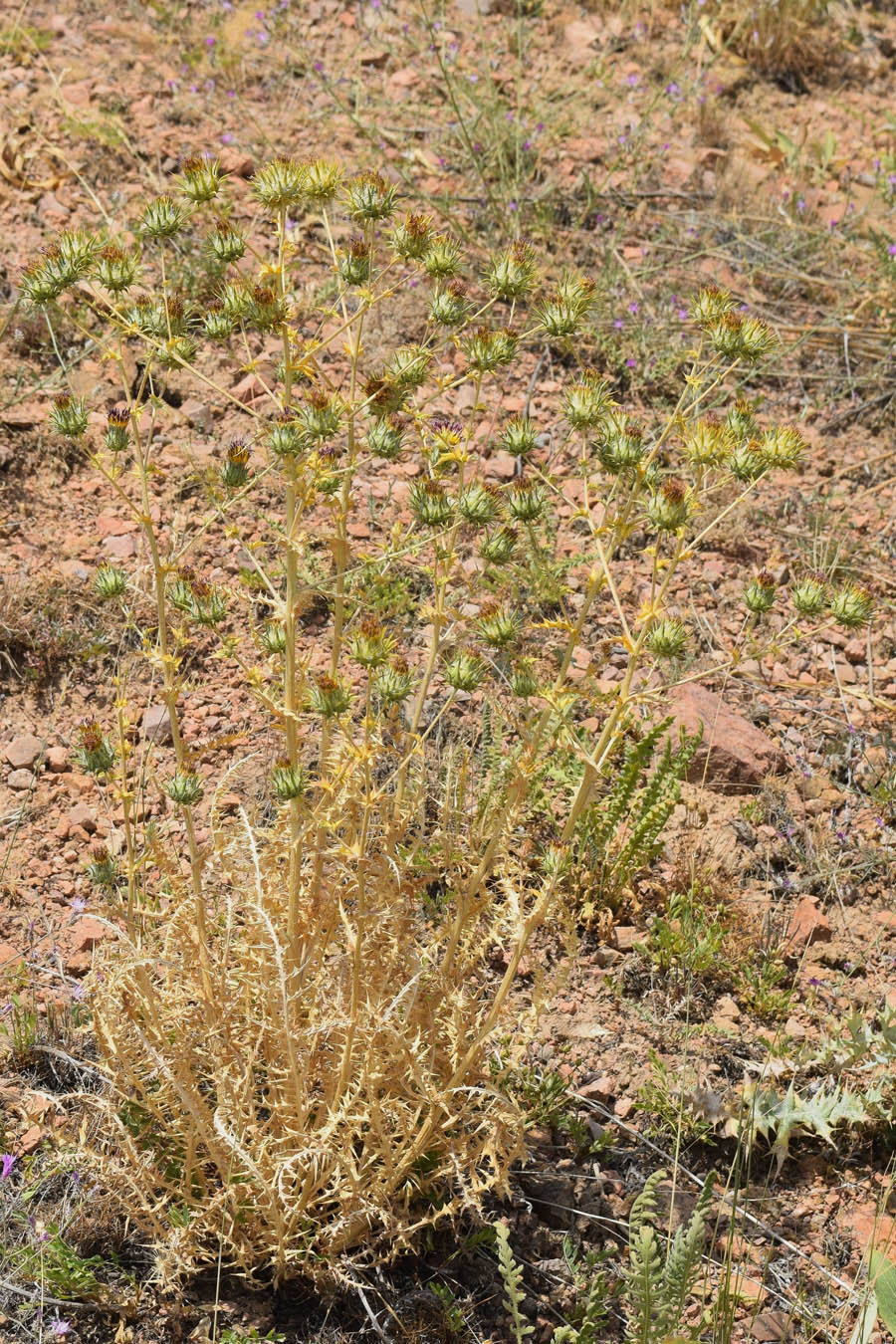 Image of Cousinia angreni specimen.