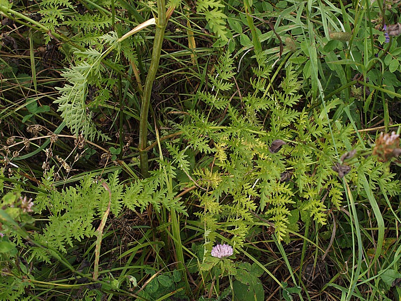 Image of Seseli seseloides specimen.