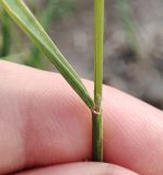 Agrostis tenuis