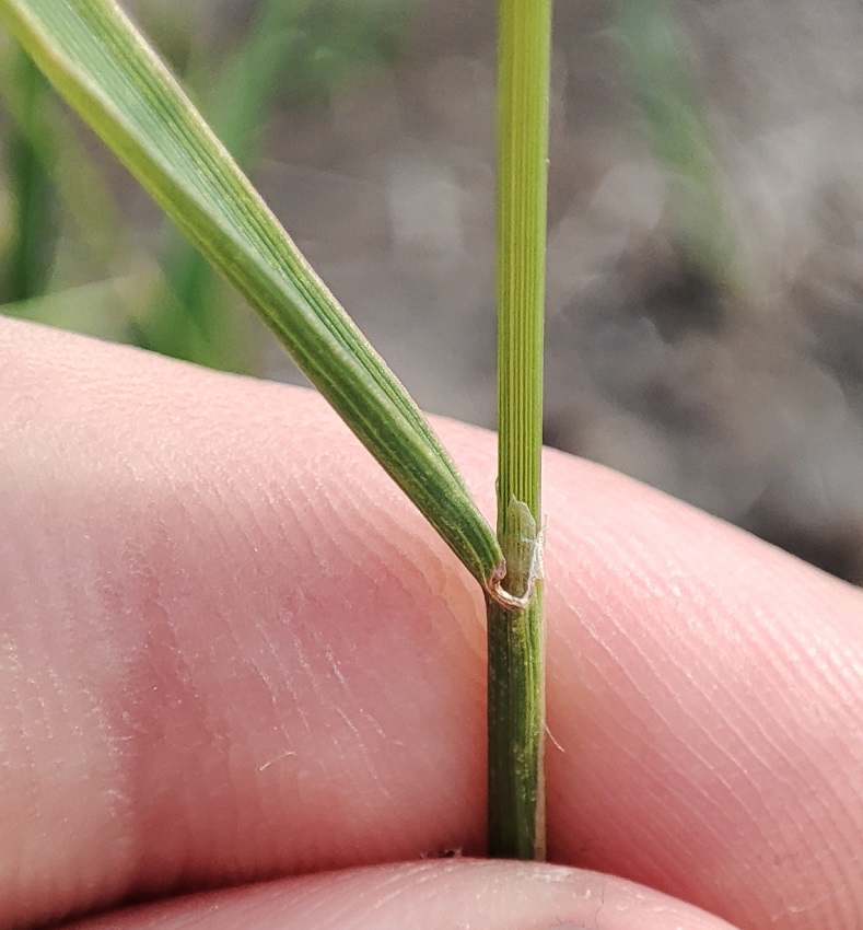 Изображение особи Agrostis tenuis.