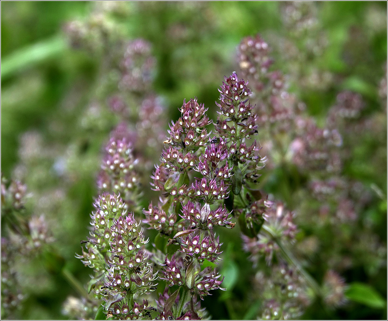 Изображение особи Thymus ovatus.