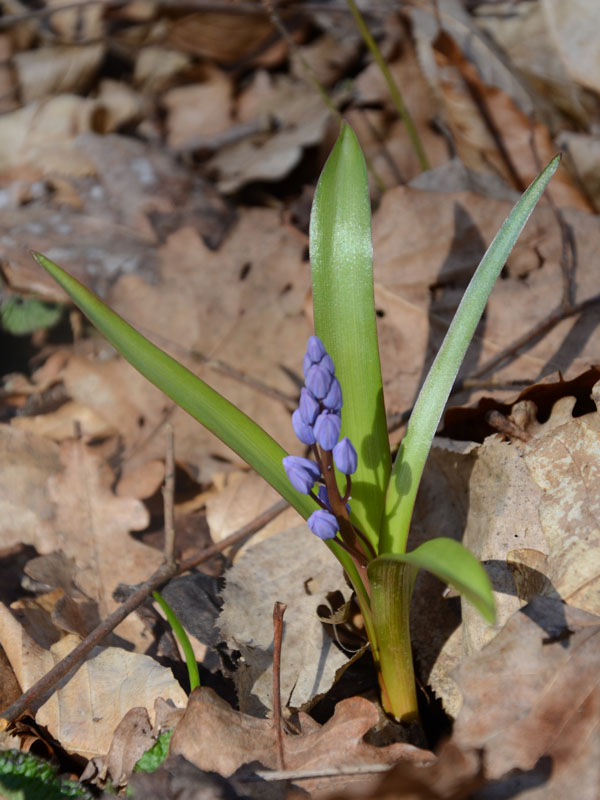 Image of Scilla bifolia specimen.