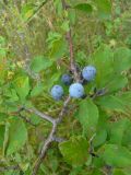 Prunus spinosa