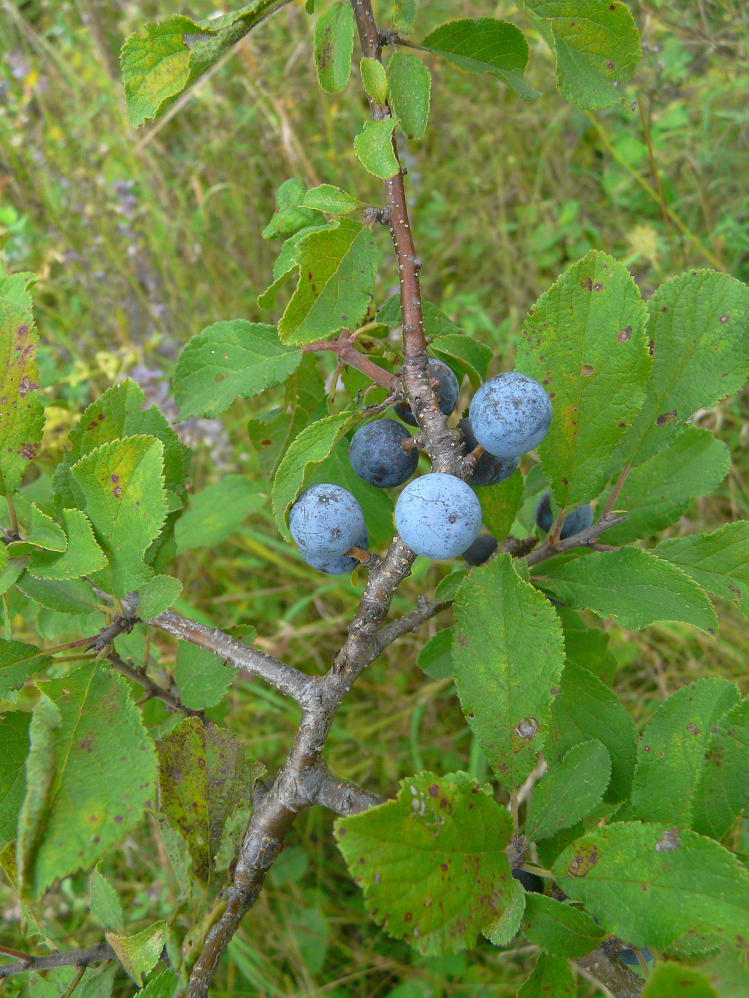 Image of Prunus spinosa specimen.