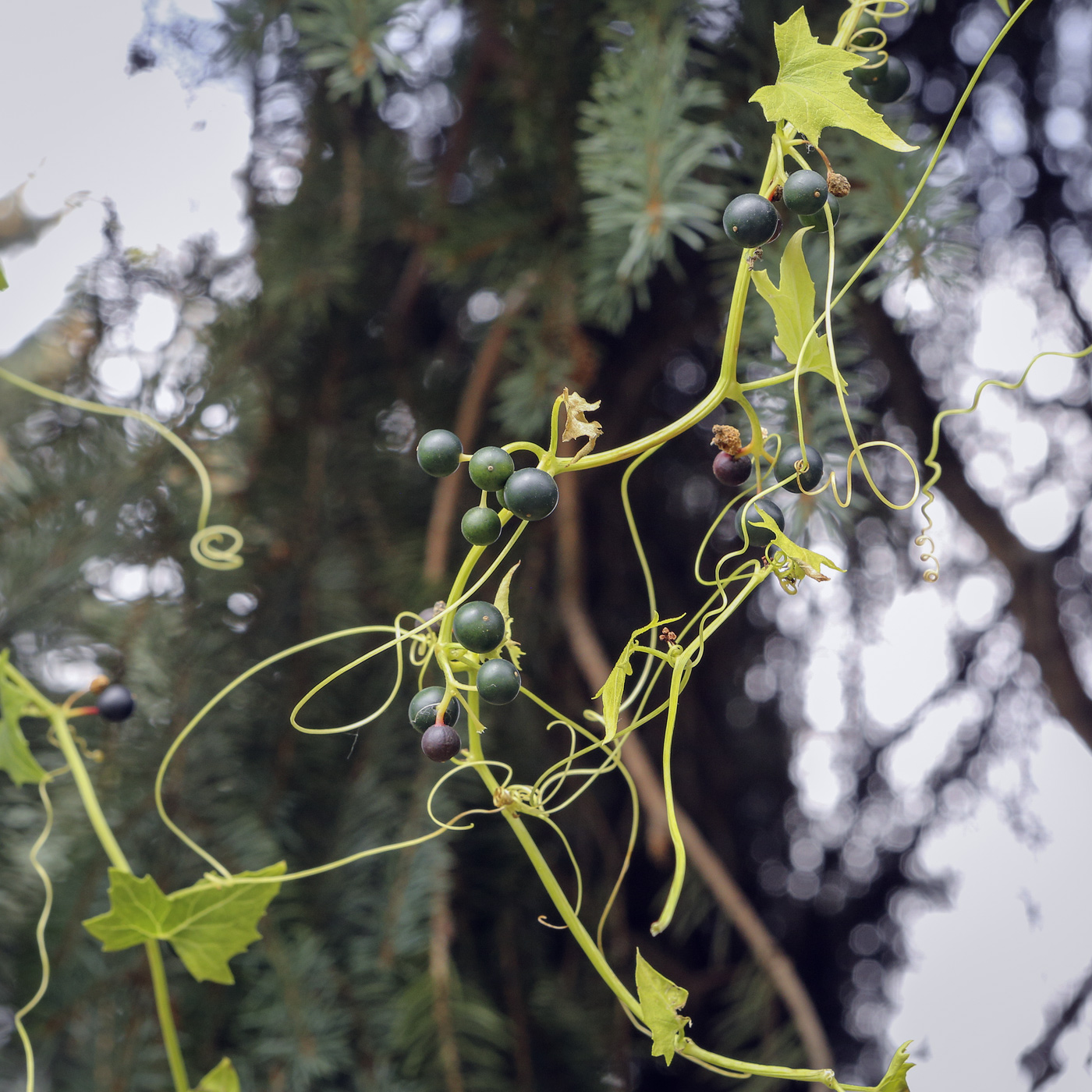 Image of Bryonia alba specimen.