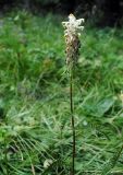 Pedicularis compacta. Верхушка цветущего растения. Республика Алтай, Онгудайский р-н, г. Вершина Тияхты, около 1800 м н.у.м., поляна в кедраче. 29.07.2010.