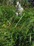 Achillea impatiens