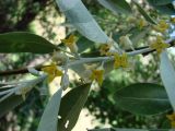 Elaeagnus angustifolia
