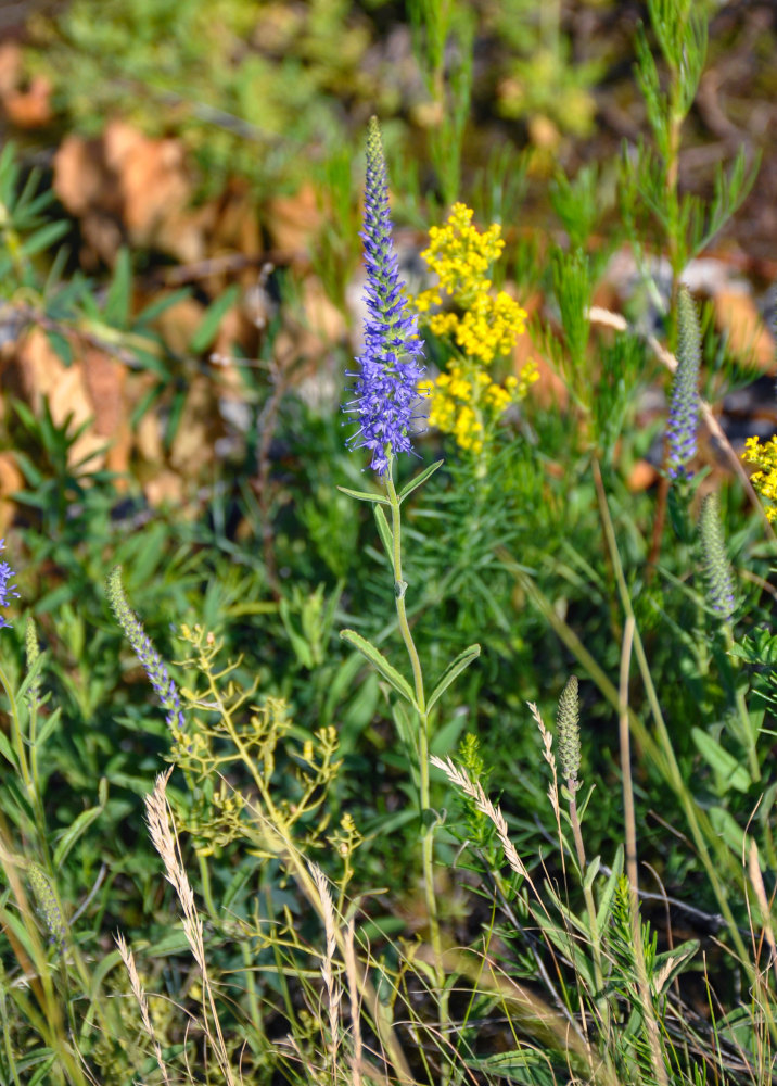 Изображение особи Veronica spicata.