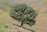 Crataegus pontica