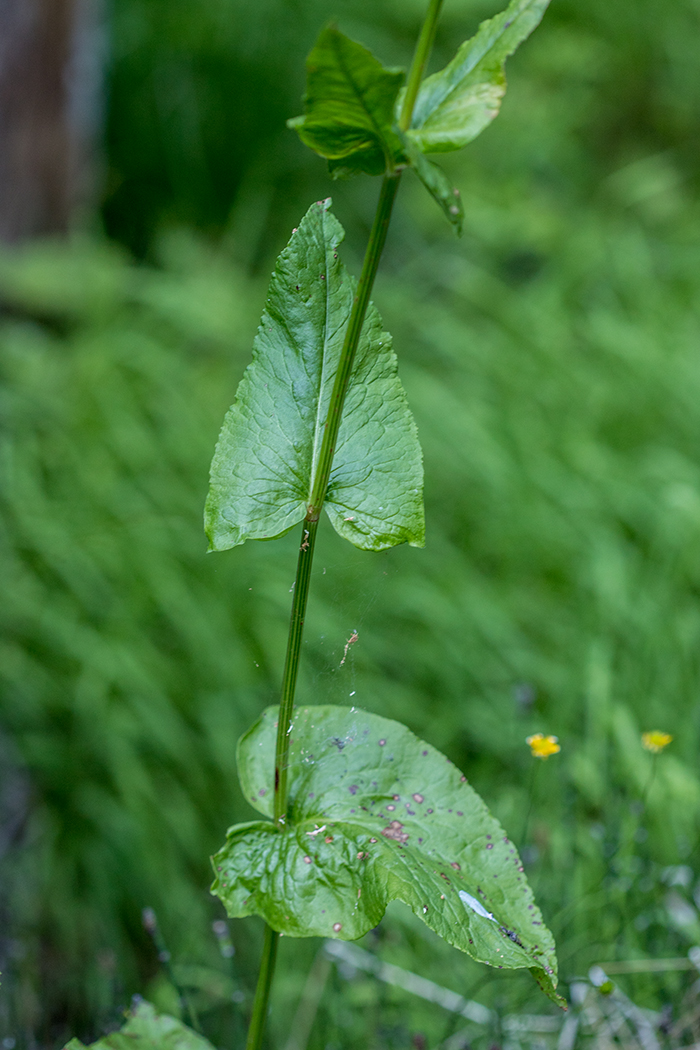 Image of genus Rumex specimen.