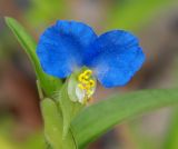 Commelina communis. Цветок. Приморский край, Лазовский р-н, Лазовский заповедник, окр. кордона Карпадь, берег реки Прямушки. 19.08.2009.