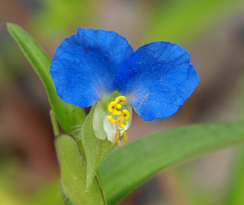 Изображение особи Commelina communis.