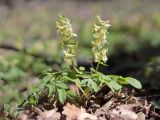 Corydalis marschalliana. Цветущие растения. Крым, Севастополь, окр. с. Резервное, шибляк. 10.04.2022.