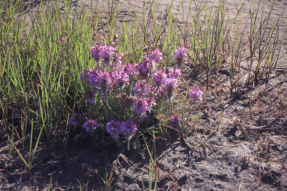 Изображение особи род Pedicularis.