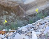 Linaria markotchensis