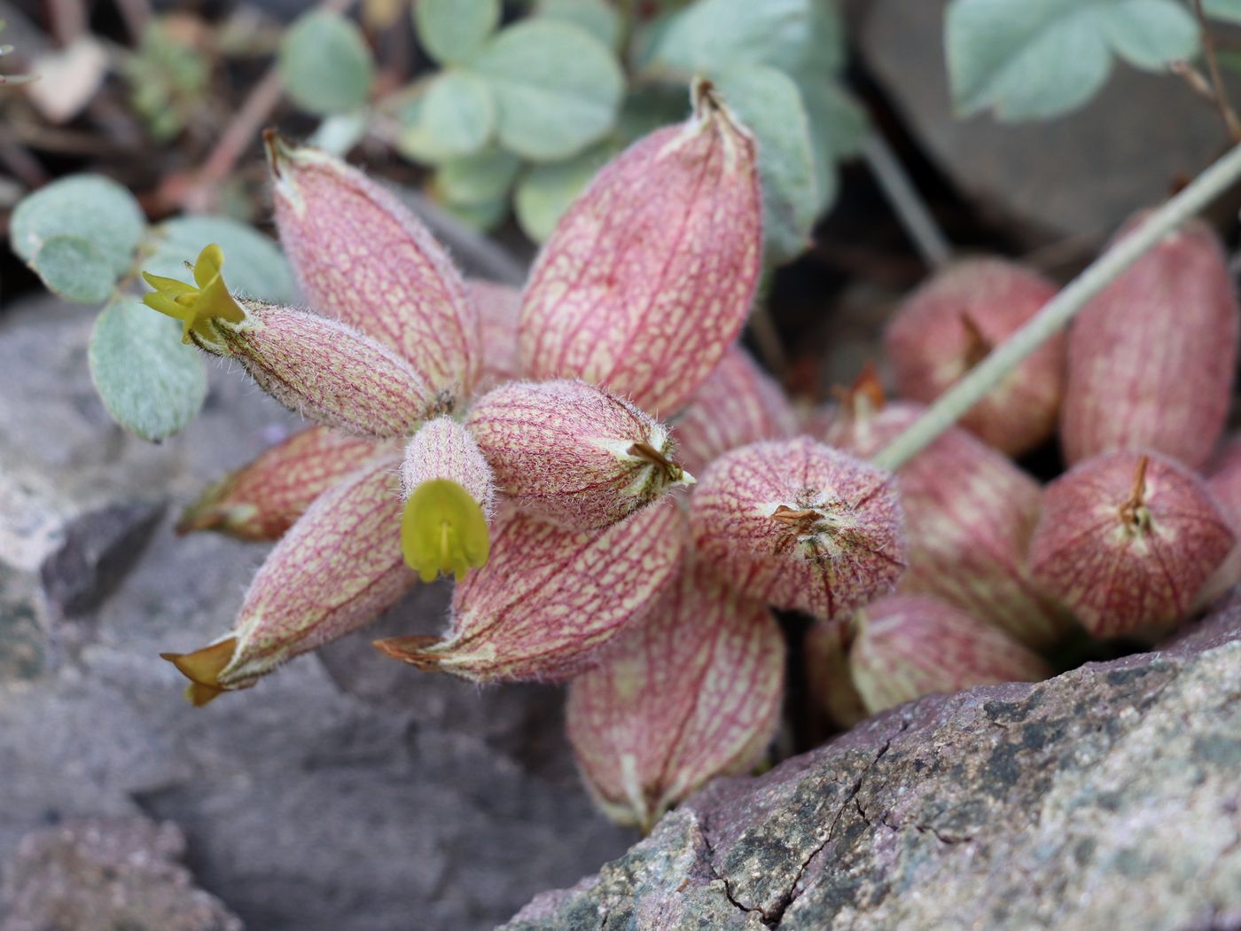 Изображение особи Astragalus rubrivenosus.