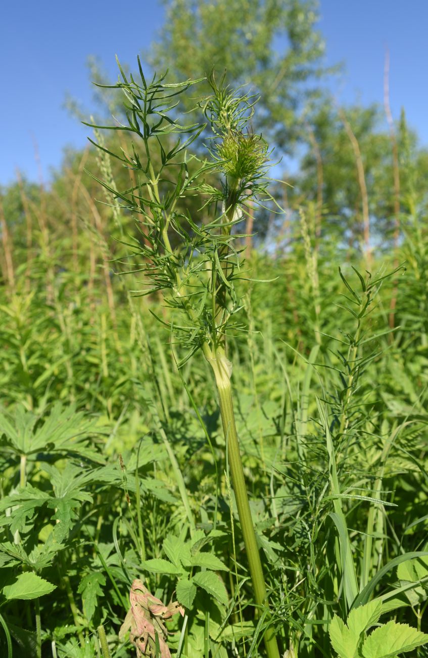 Image of Thalictrum lucidum specimen.