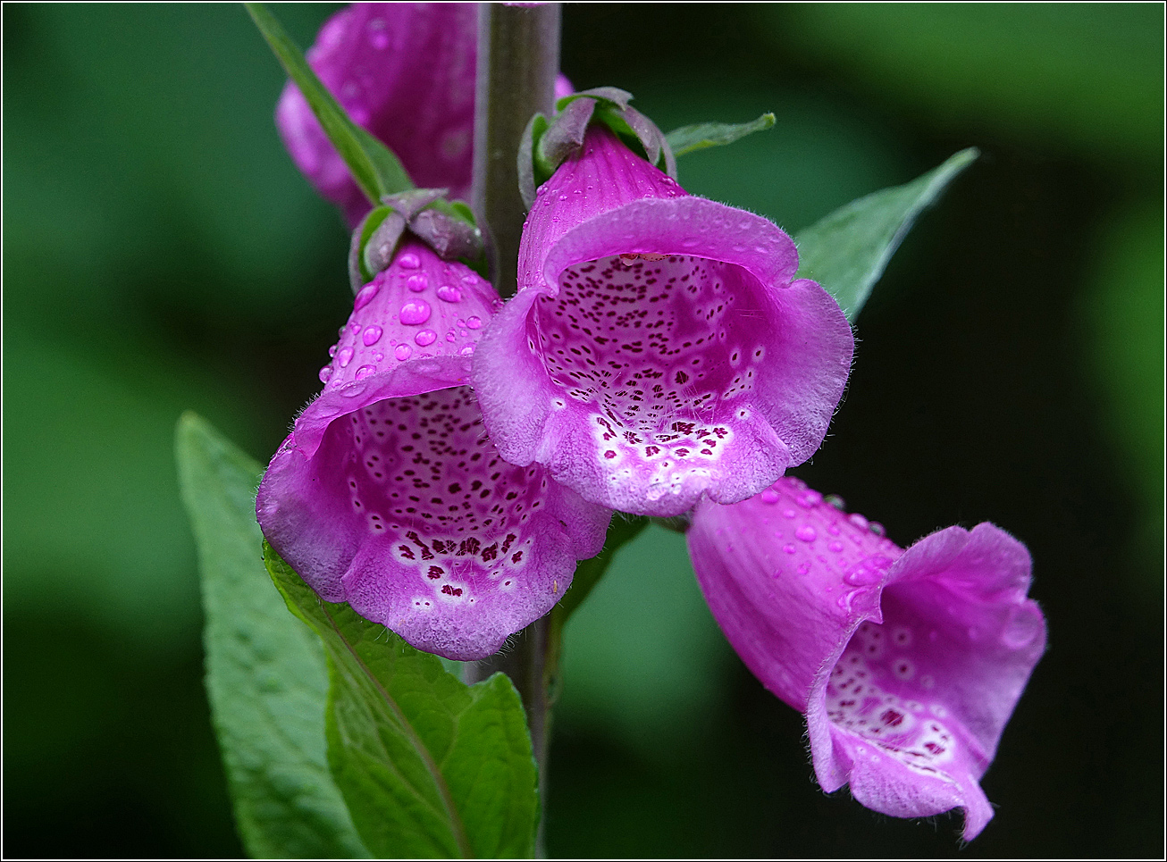 Изображение особи Digitalis purpurea.