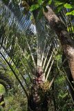 семейство Arecaceae. Верхушка ствола с соцветием. Мадагаскар, провинция Туамасина, регион Ацинанана, заповедник \"Пальмариум\". 13.10.2016.