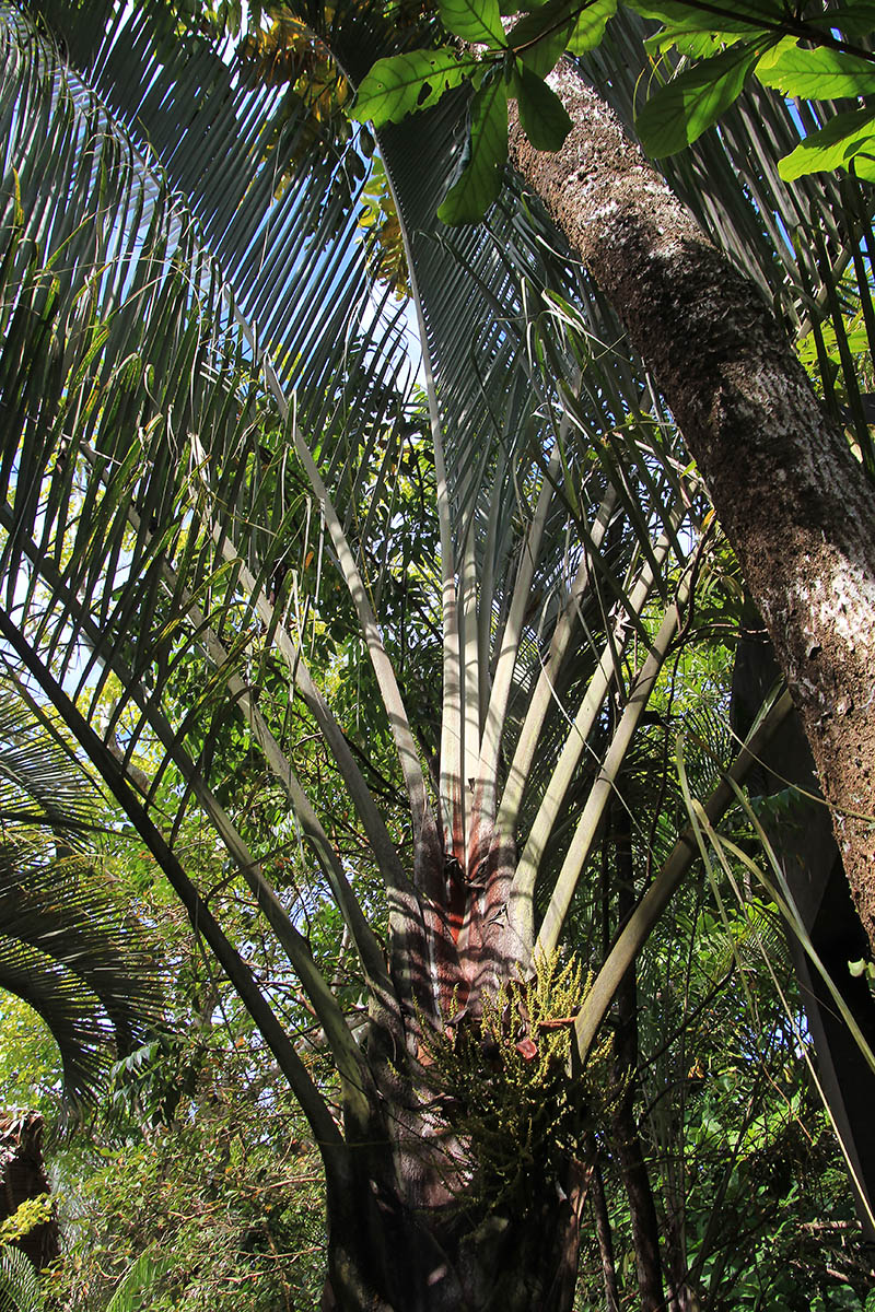 Image of familia Arecaceae specimen.