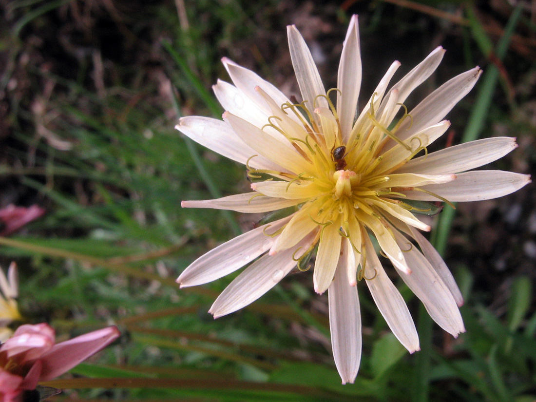 Изображение особи Taraxacum pseudoroseum.