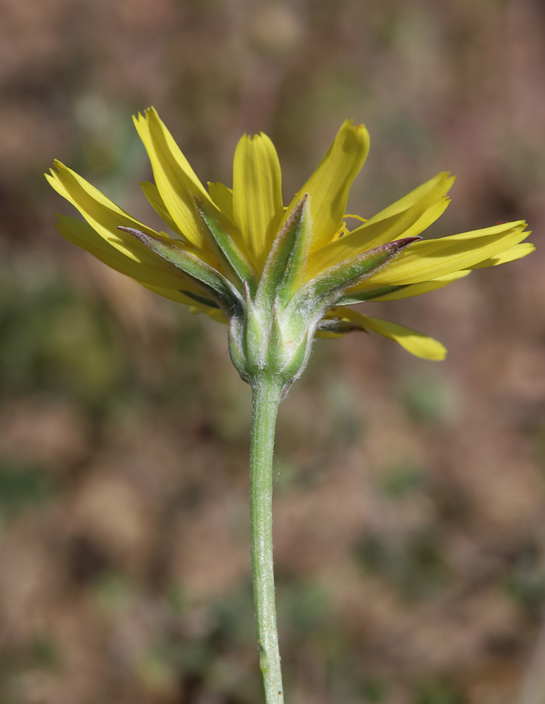Image of Scorzonera biebersteinii specimen.