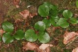 Pyrola rotundifolia. Вегетирующие растения. Горный Крым, Главная гряда, верховья ручья Суат, буковый лес. 15 июля 2022 г.