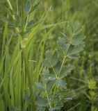 Thalictrum flavum