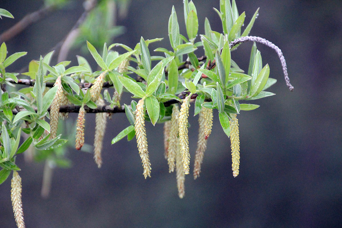 Image of genus Salix specimen.